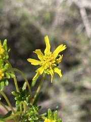 Encelia stenophylla
