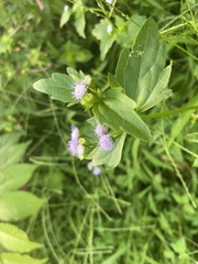 Praxelis clematidea