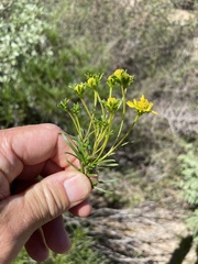 Encelia stenophylla