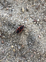 Pyrrhocoris apterus