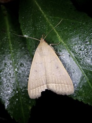 Simplicia niphona