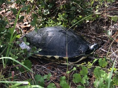 Pseudemys peninsularis