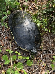 Pseudemys peninsularis