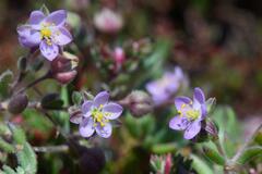 Spergularia macrorrhiza
