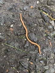 Bipalium adventitium