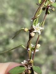 Metastelma californicum