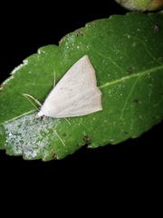 Rivula aequalis