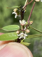 Metastelma californicum