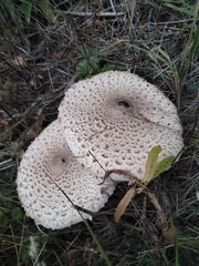 Macrolepiota procera