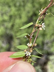 Metastelma californicum