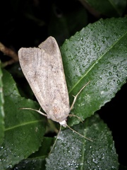 Diarsia canescens