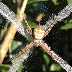 Argiope keyserlingi