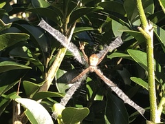 Argiope keyserlingi