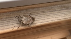 Halyomorpha halys