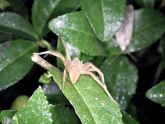 Dolomedes sulfureus