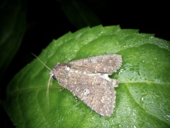Condica illecta