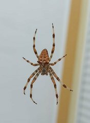 Araneus pallidus