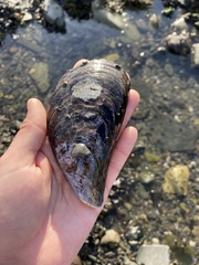 Mytilus edulis