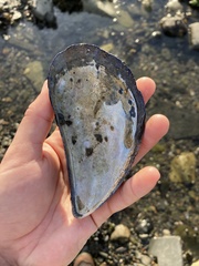 Mytilus edulis