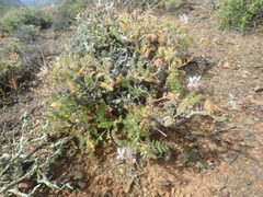 Pelargonium alternans