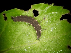 Pyrocoelia discicollis