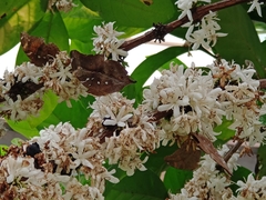 Doleschallia bisaltide