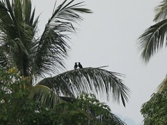 Corvus