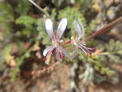 Pelargonium alternans