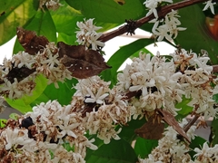 Doleschallia bisaltide