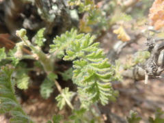 Pelargonium alternans