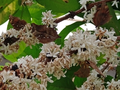 Doleschallia bisaltide