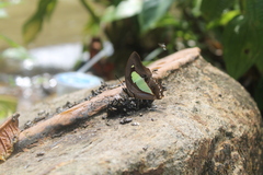 Polyura athamas