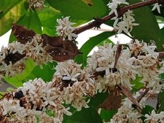 Doleschallia bisaltide