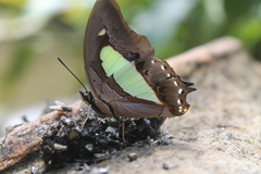 Polyura athamas