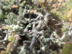 Pelargonium alternans