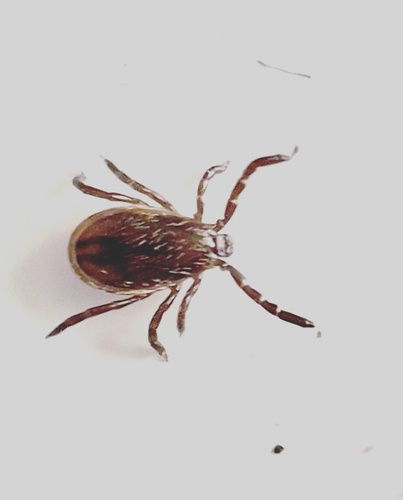 Eastern Black-legged Tick