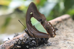 Polyura athamas
