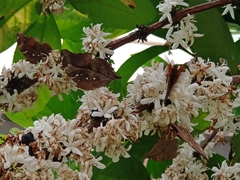 Doleschallia bisaltide