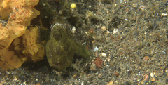 Antennarius commerson