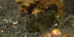 Antennarius commerson
