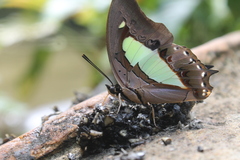 Polyura athamas
