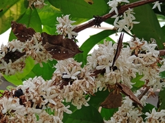 Doleschallia bisaltide