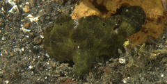 Antennarius commerson