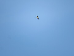 Accipiter nisus