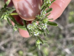 Cryptantha maritima maritima