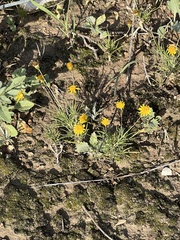 Thymophylla pentachaeta