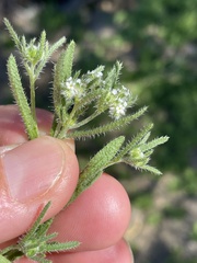 Cryptantha maritima maritima