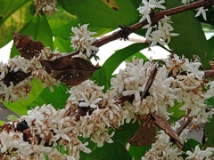 Doleschallia bisaltide