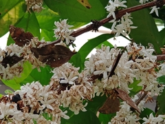 Doleschallia bisaltide