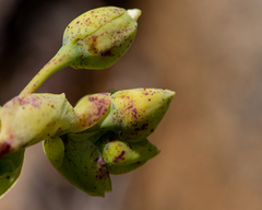 Cistanthe grandiflora
